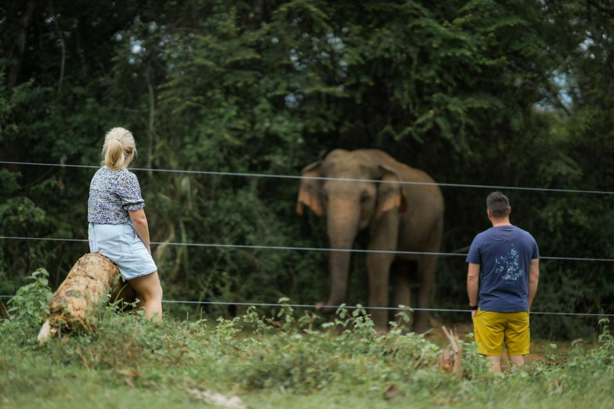 ホテル Elephant Trail ウダワラウェ エクステリア 写真