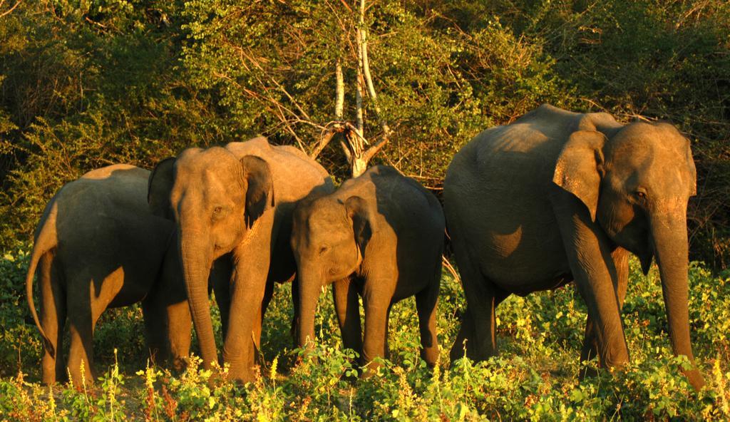 ホテル Elephant Trail ウダワラウェ 部屋 写真